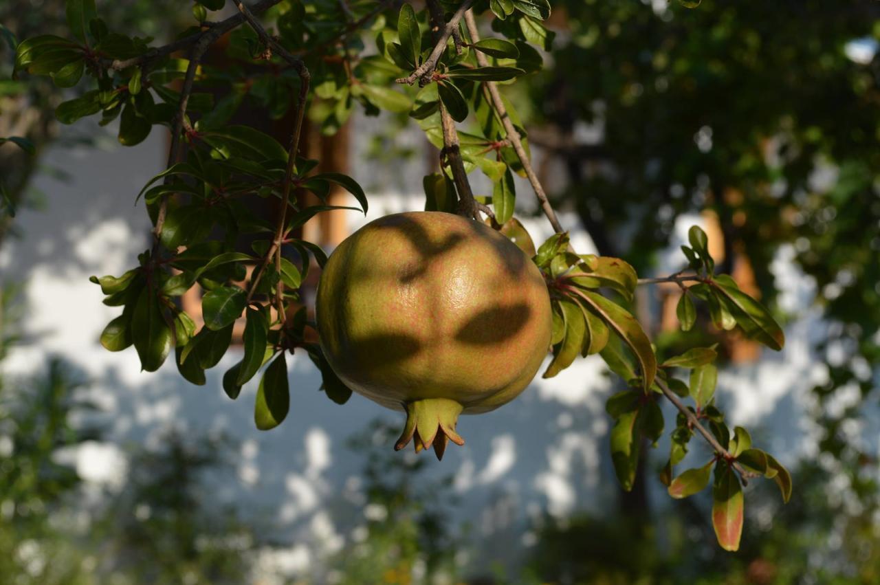 Ktima Natura Archangelos  Oda fotoğraf